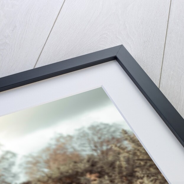 Horse in forest by Assaf Frank